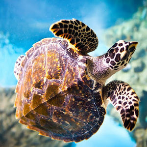 Meet your Posher, Angelina